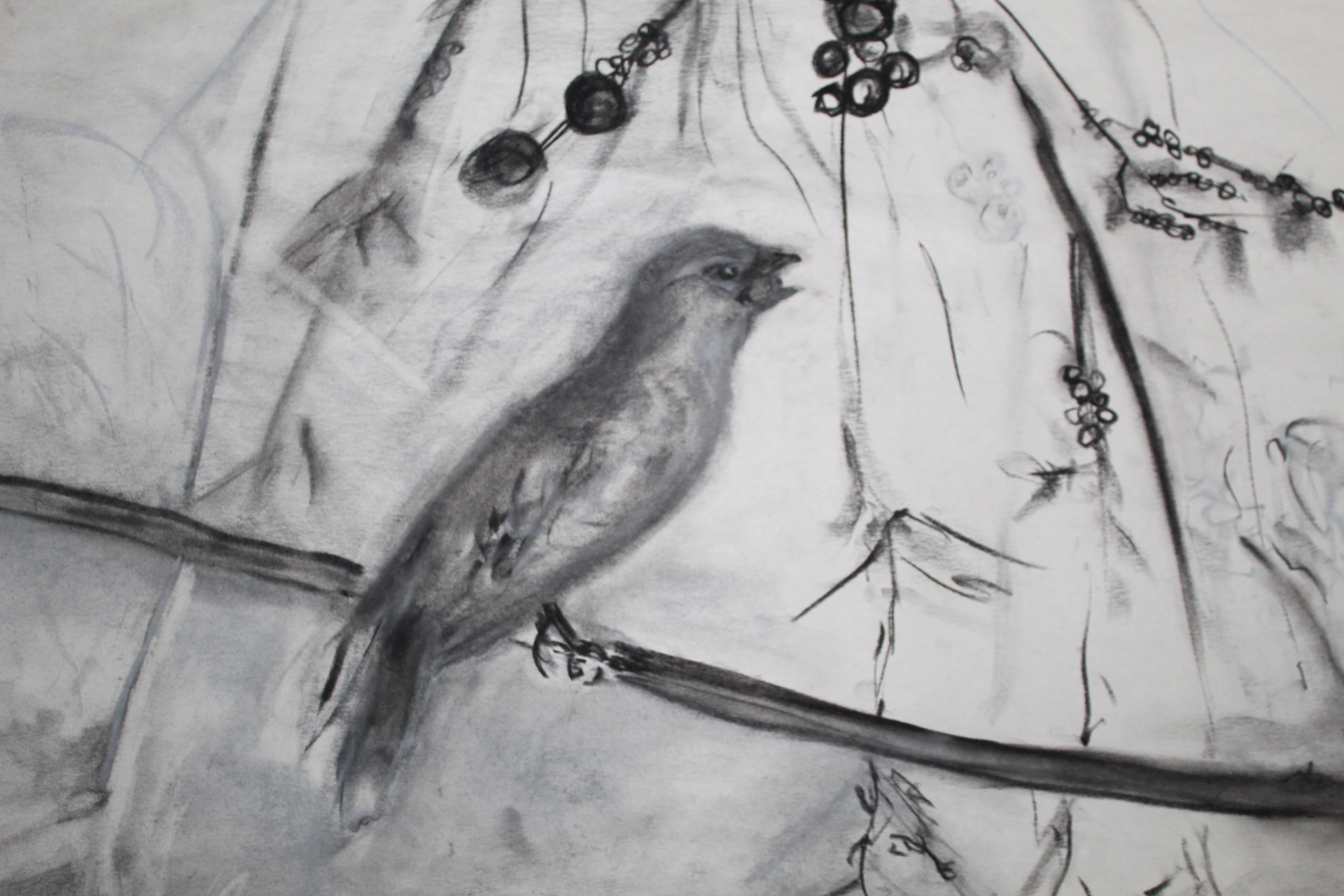Cedar Waxwing