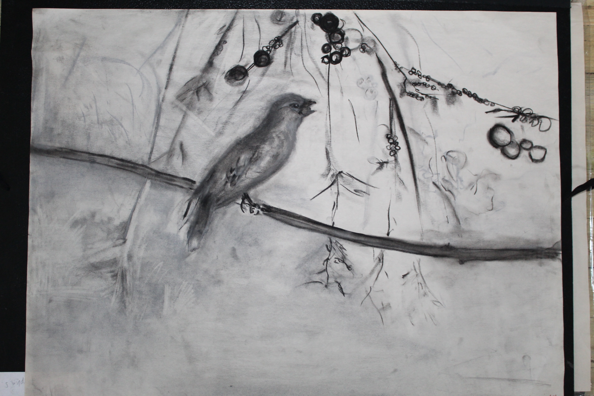 Cedar Waxwing