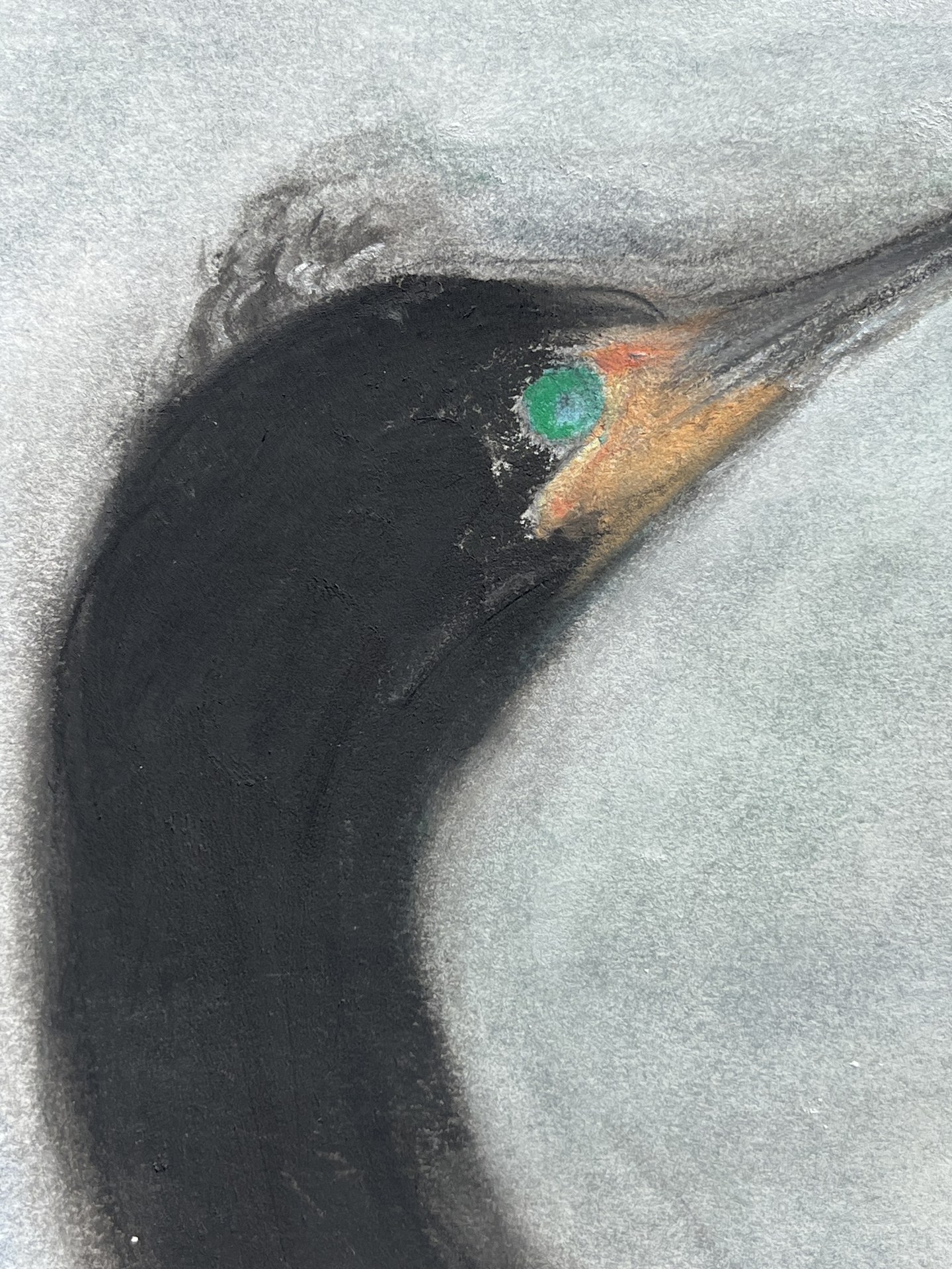 Double-crested Cormorant, eye detail