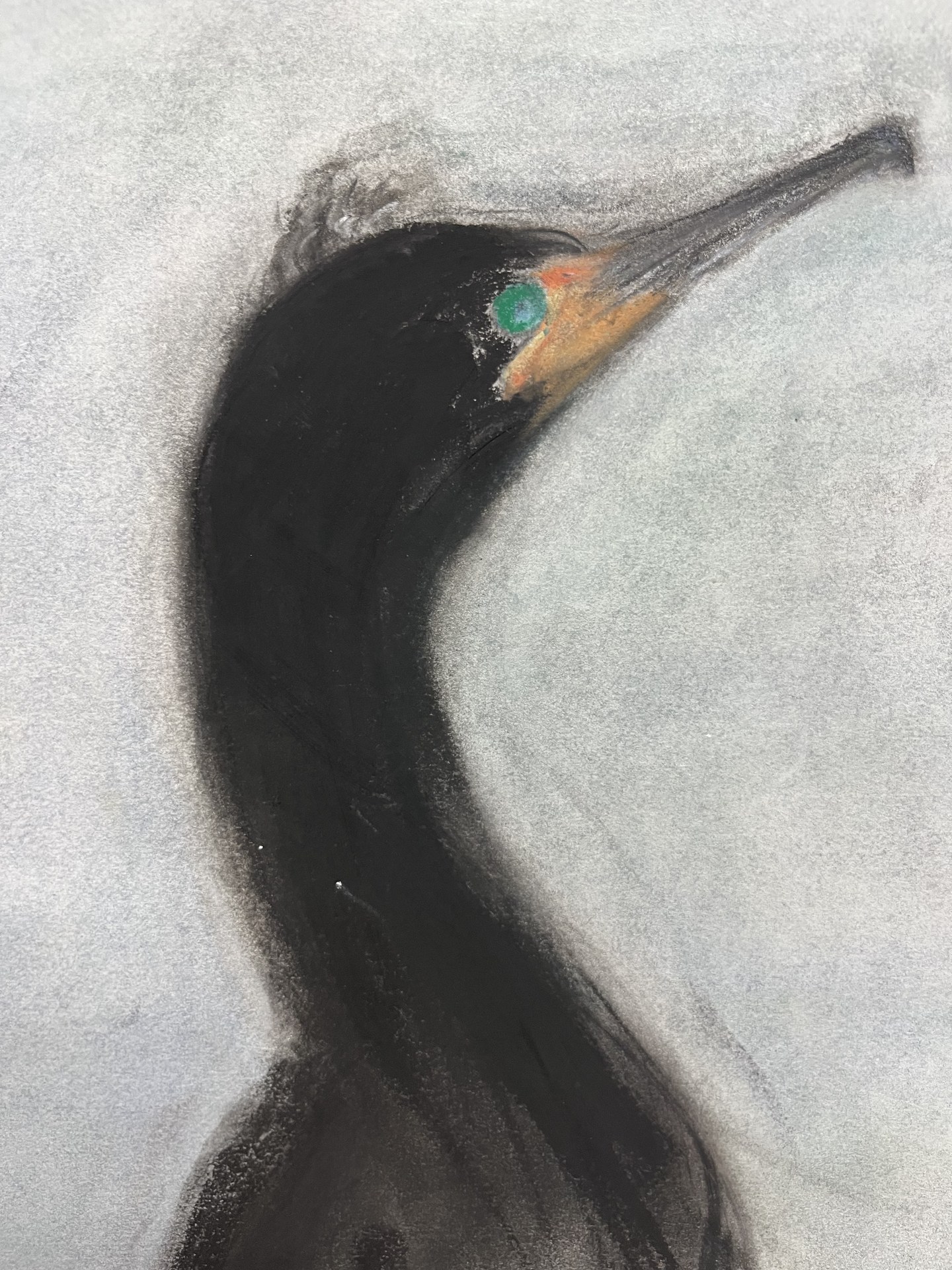 Double-crested Cormorant, head detail