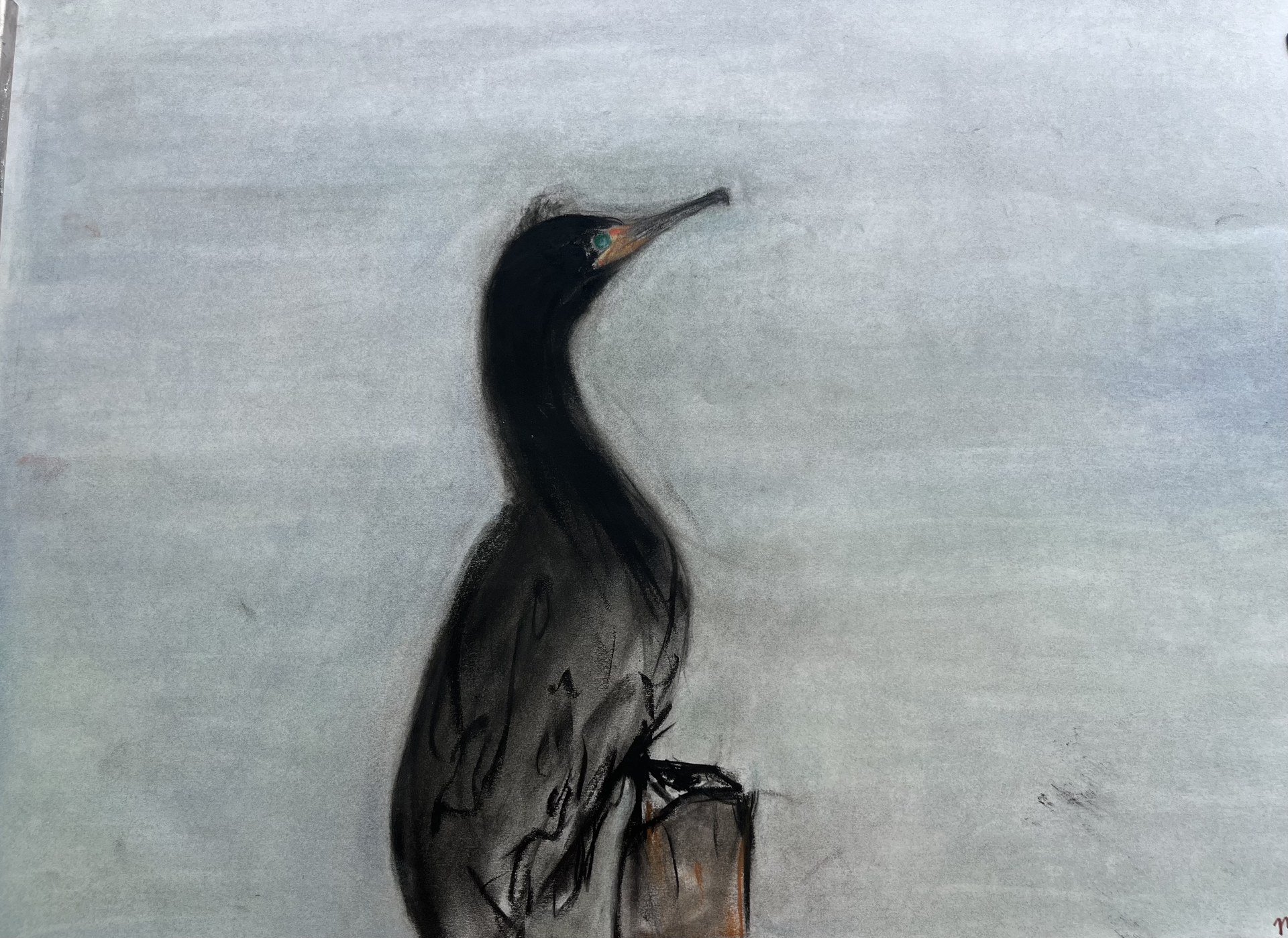 Double-crested Cormorant