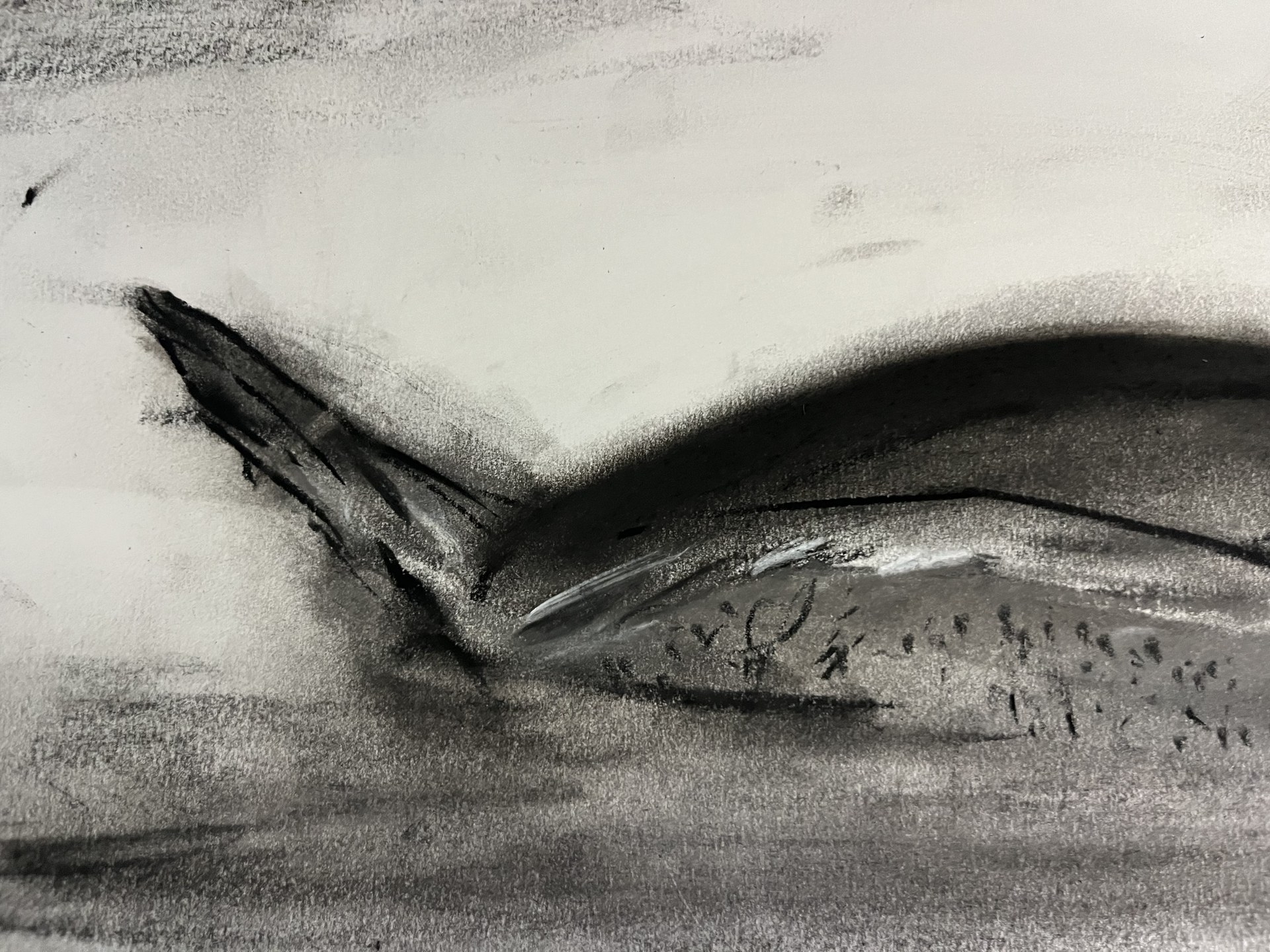 Hooded Merganser, detail
